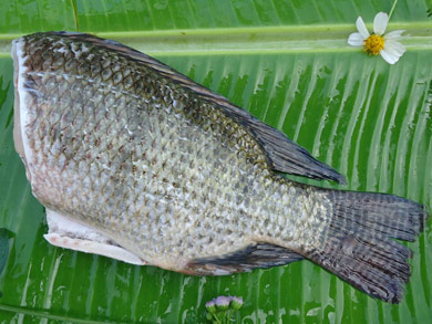 HEADLESS TILAPIA FISH